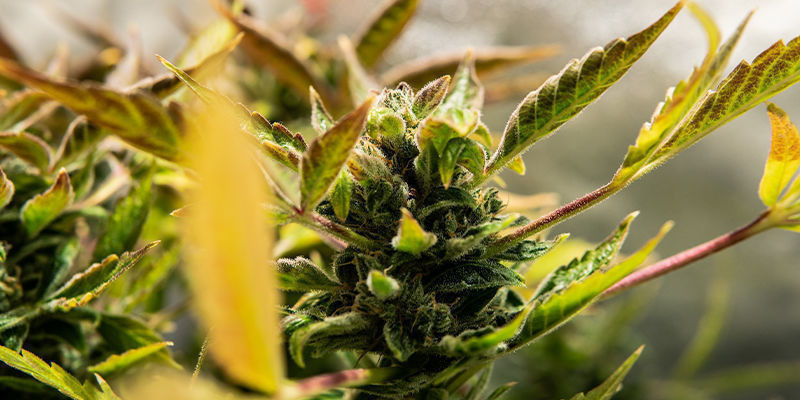What is an autoflowering strain?