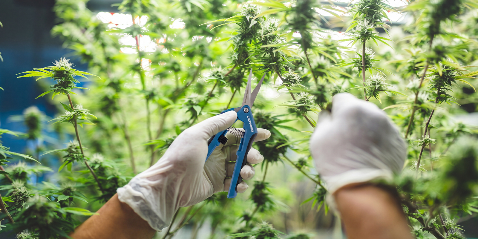 Final thoughts on high yield autoflower