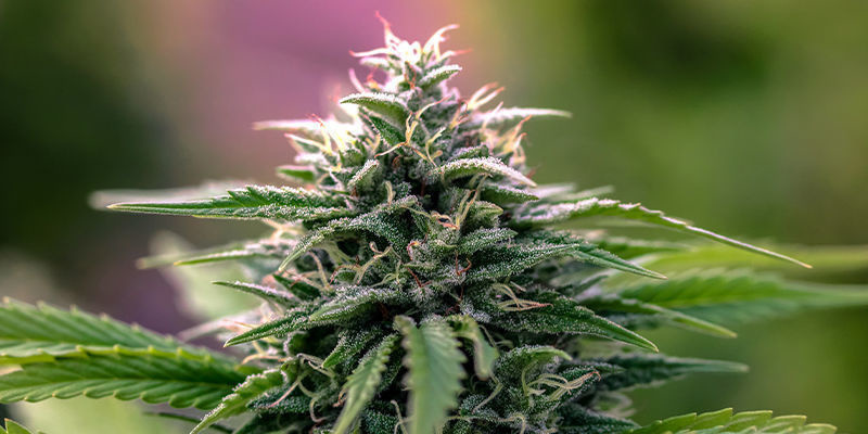 Benefits of hybrid strains