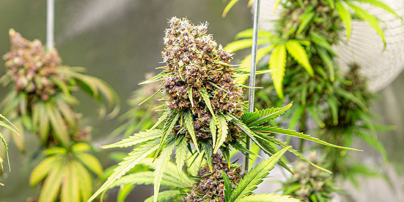 How to choose the right hybrid strain