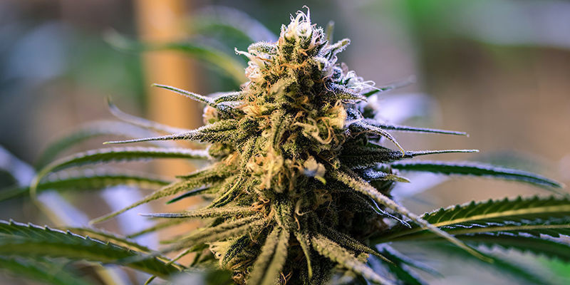 The top hybrid cannabis strains