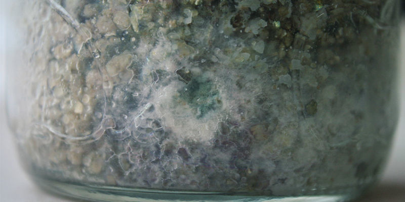 How To Tell Mycelium Apart From Mould