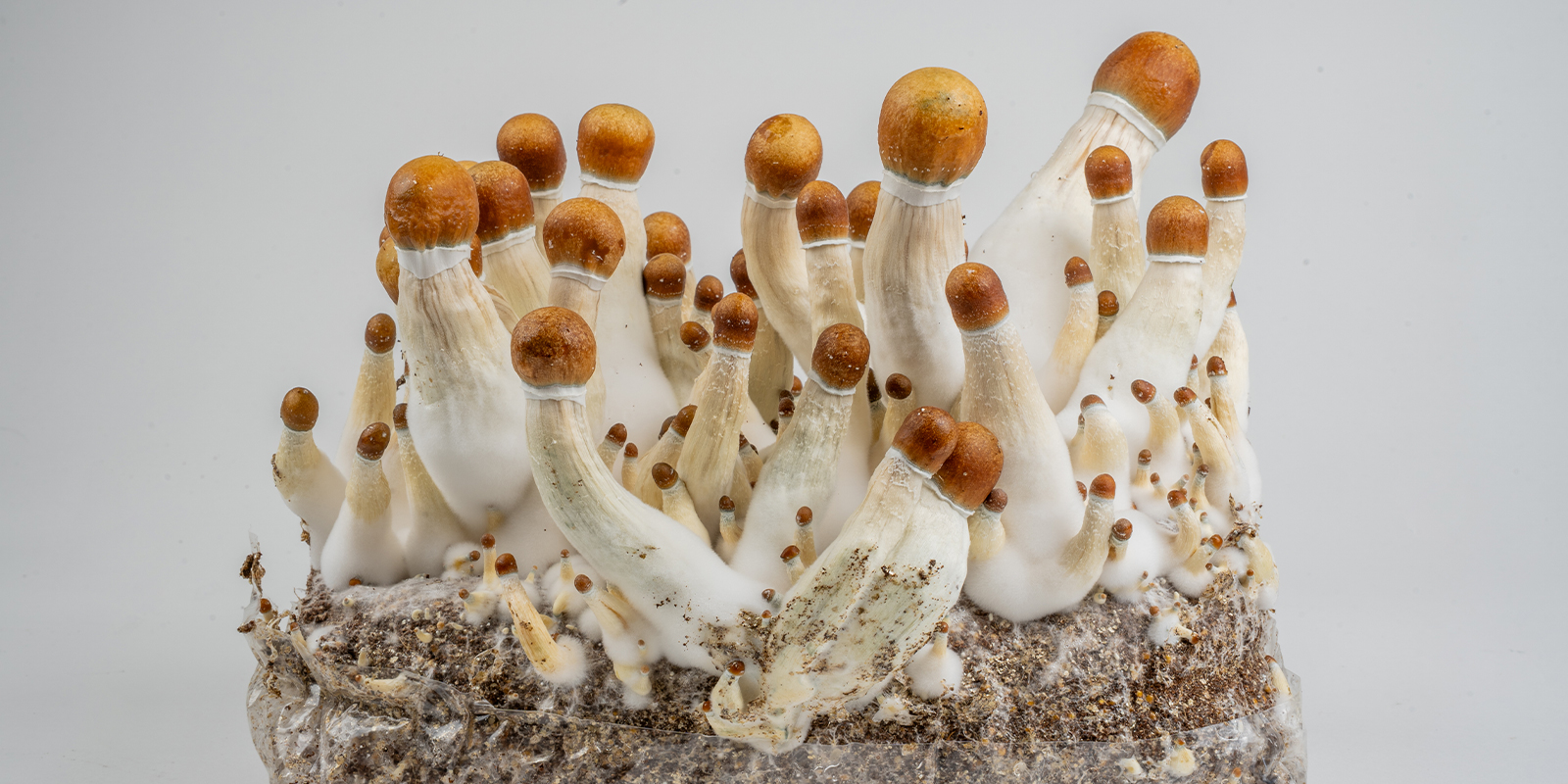 From mycelium to magic mushrooms: Your next steps From mycelium to magic mushrooms: Your next steps