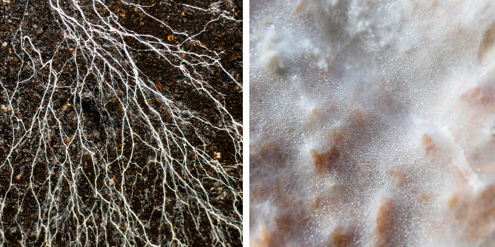 How does mycelium grow? How does mycelium grow?