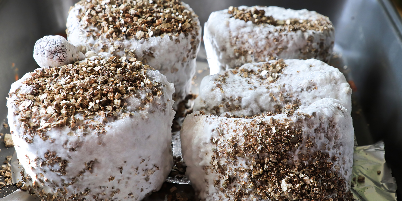 Is mycelium safe? Can it be consumed? Is mycelium safe? Can it be consumed?