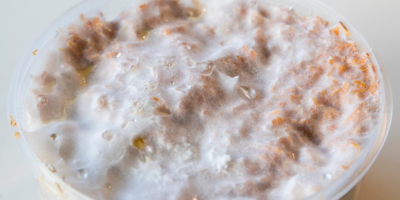 The basics: What exactly is mycelium? The basics: What exactly is mycelium?