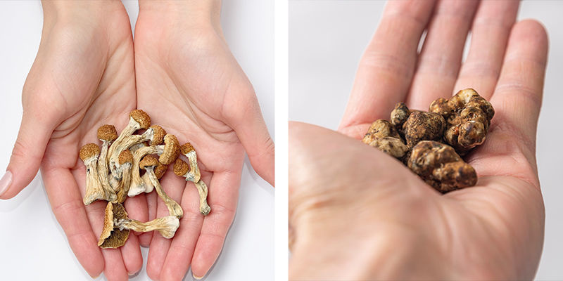 A recap of magic truffles and magic mushrooms