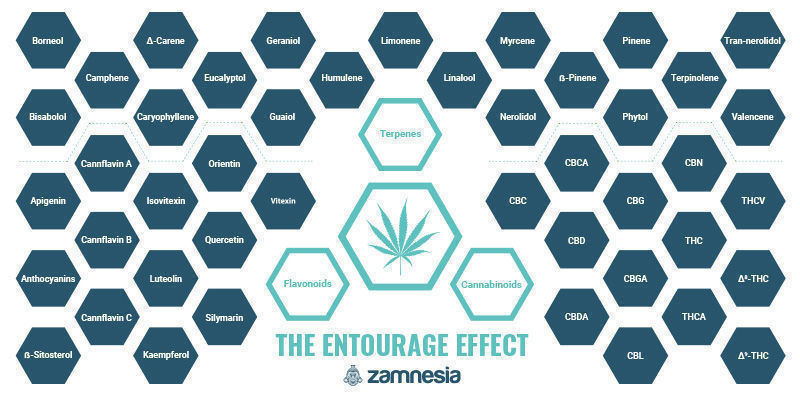 The Entourage Effect — One Of Cannabis' Great Mysteries