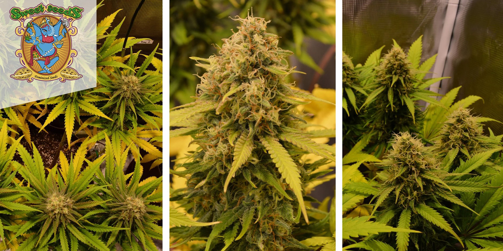 Green Poison F1 Fast Version: Sweet Seeds