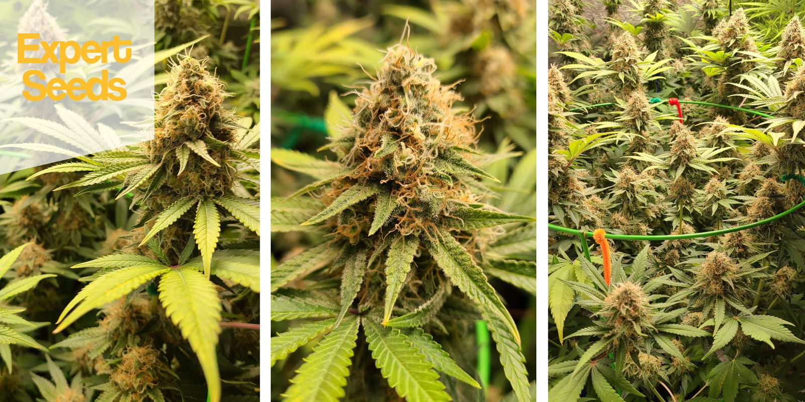 Northern Lights: Expert Seeds