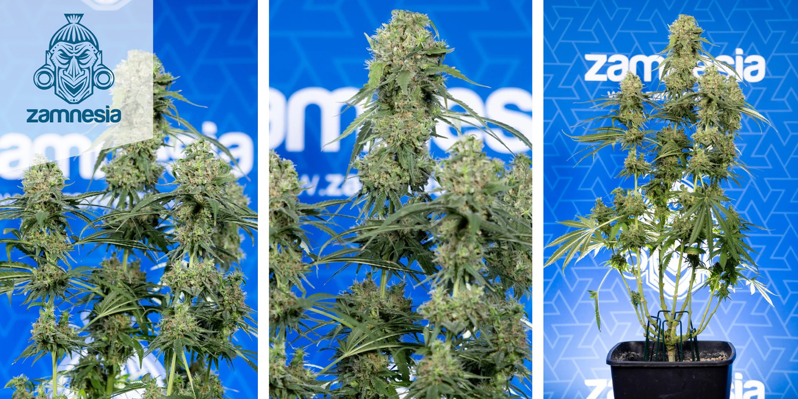 Super Boof: Zamnesia Seeds