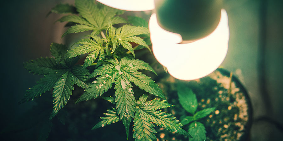 How Light Spectrum Affects Plant Stretch