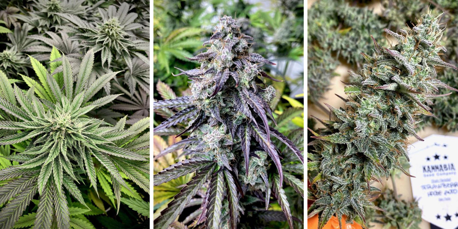 Strawberry Haze Auto