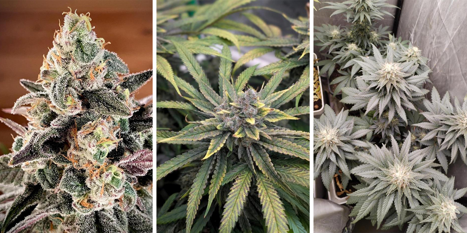 Sunset Sherbet Go Fast