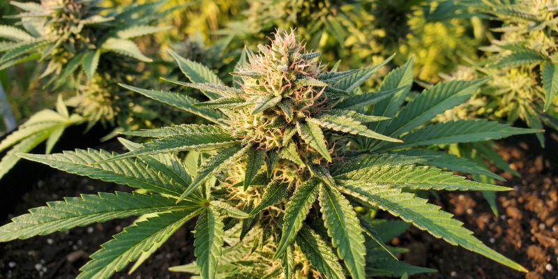 Bubblelicious (Nirvana Seeds)
