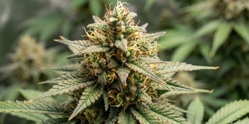 Blue Dream (Zamnesia Seeds)