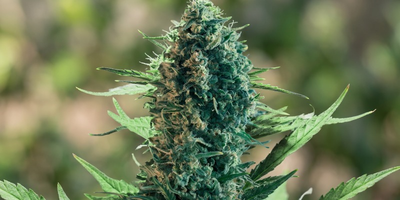 Royal Medic (Royal Queen Seeds)