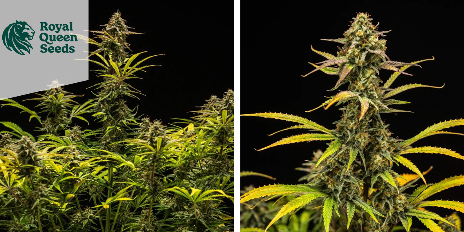 2. Hyperion F1 Auto (Royal Queen Seeds)