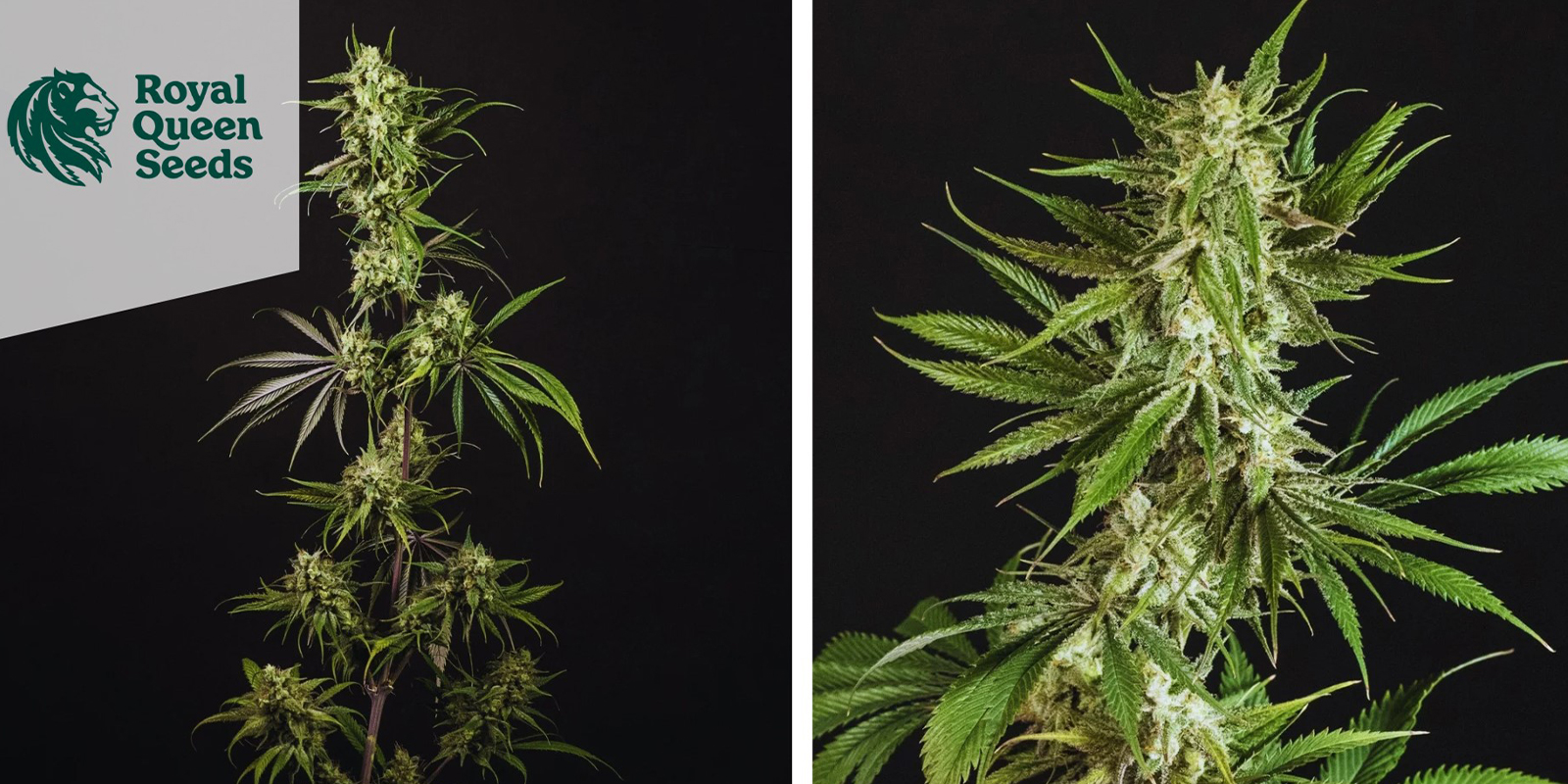 6. Royal Gorilla Automatic (Royal Queen Seeds)