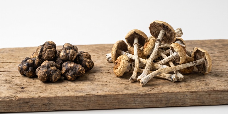 What's The Difference Between Magic Truffles And Magic Mushrooms?