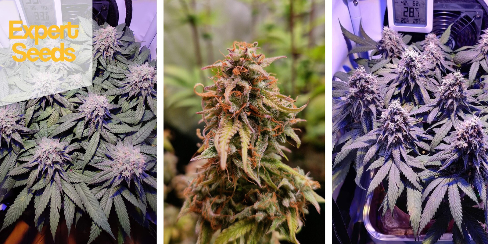 1. Northern Lights (Expert Seeds)