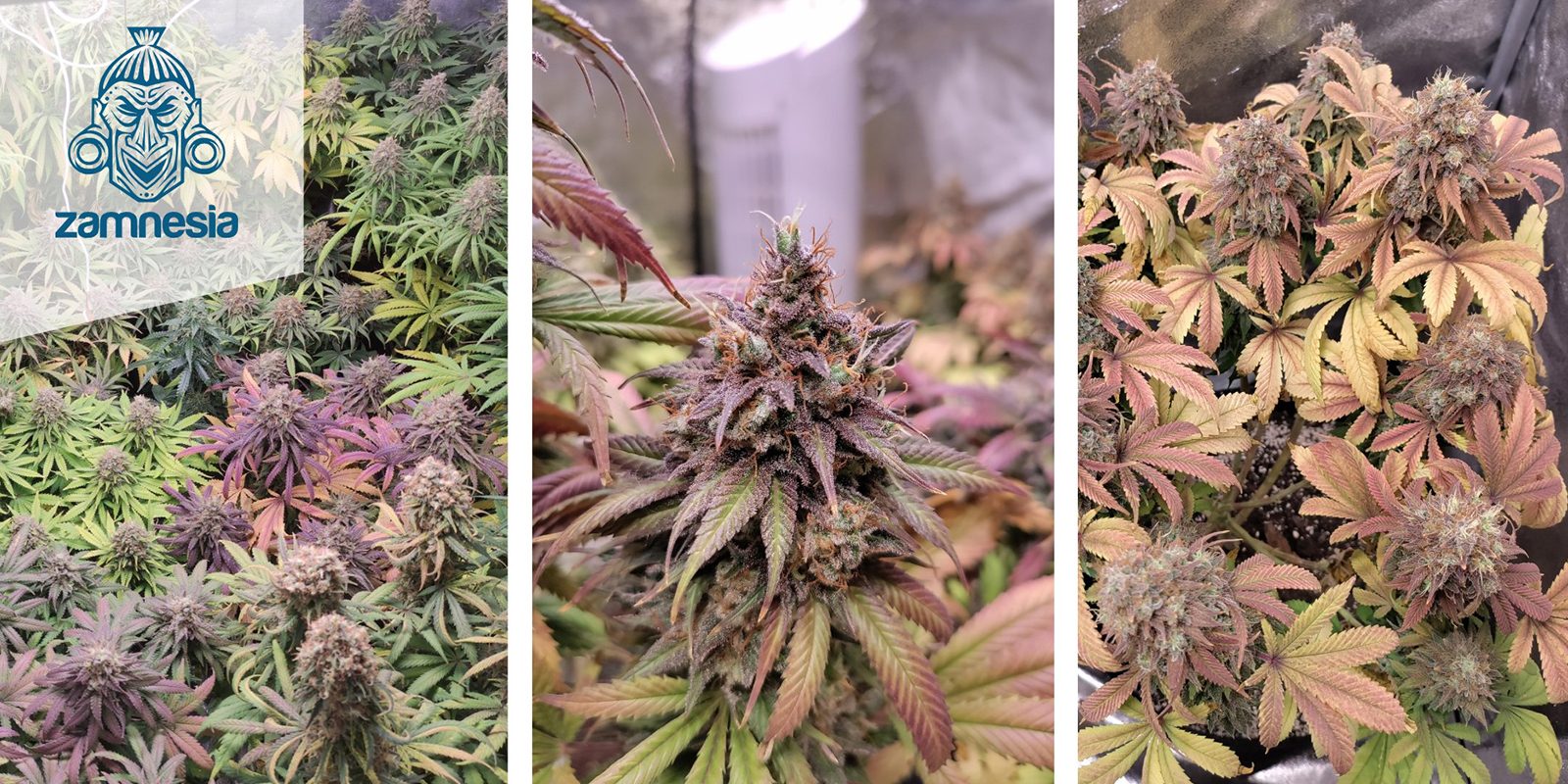 3. Wedding Cake (Zamnesia Seeds)