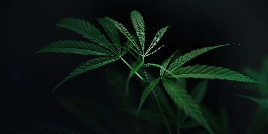 Cannabis Plants Dark Cycle