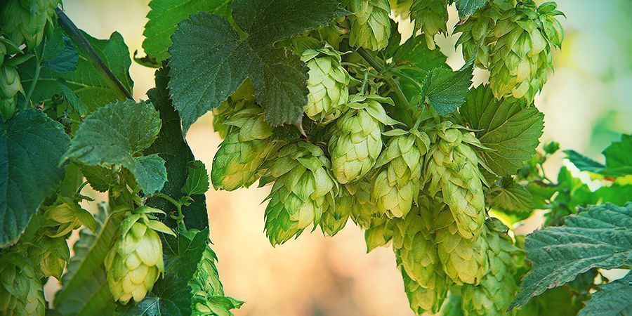 Hops