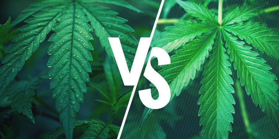 Indica Vs. Sativa — Picking The Right Strain For Your Cannabis Edibles