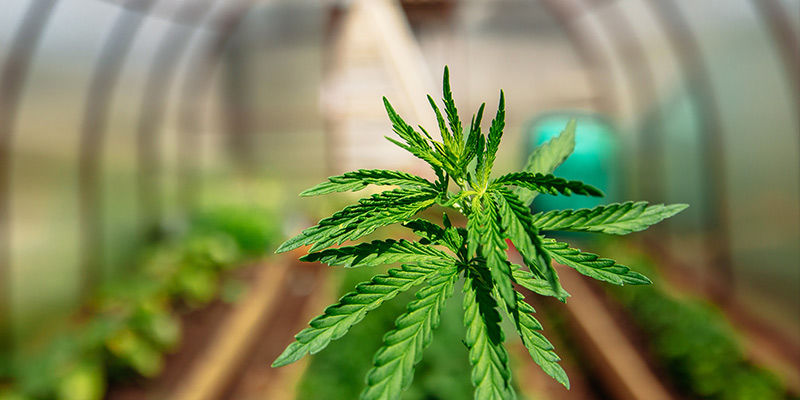CONSIDER A GREENHOUSE