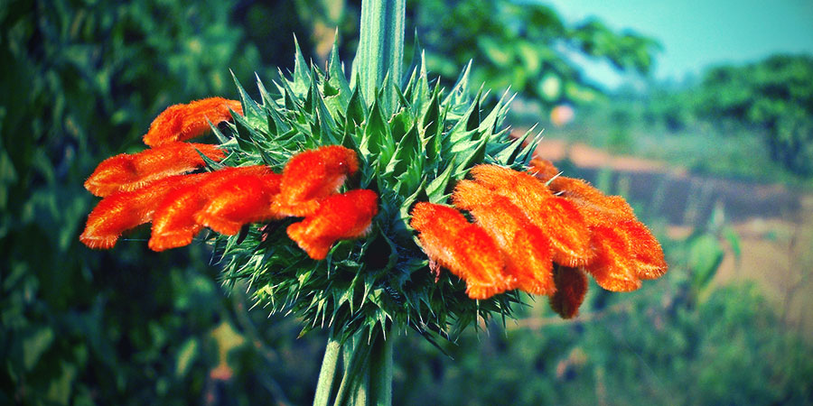 Wild Dagga Flower
