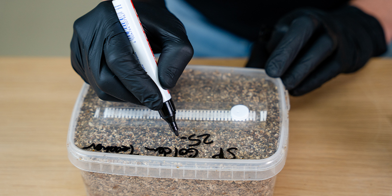 How long does it take to grow magic mushrooms?