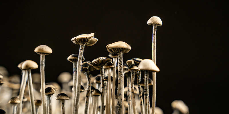 Growing magic mushrooms at home