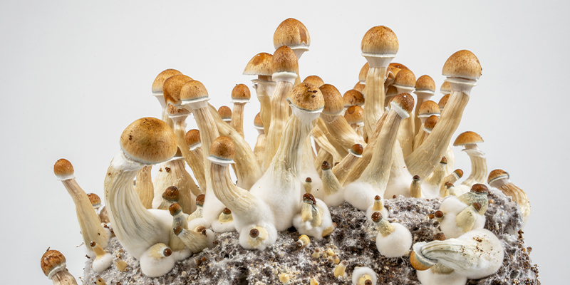 The simplest path to grow magic mushrooms