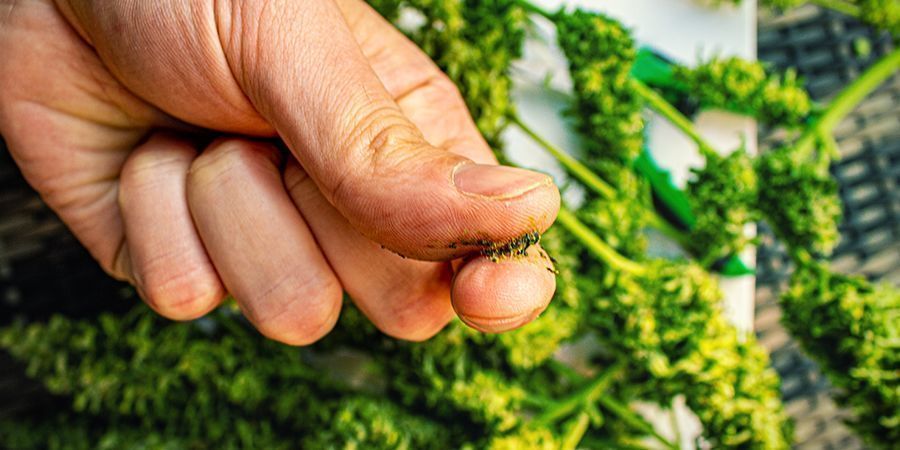 Which Cannabis Strains Are Best For Making Jelly Hash?
