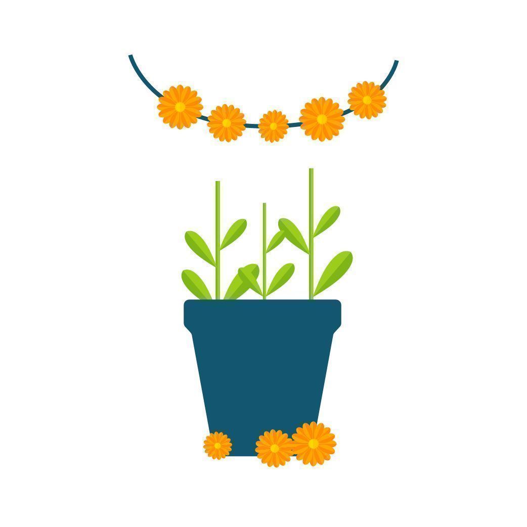 Obtain Flowers