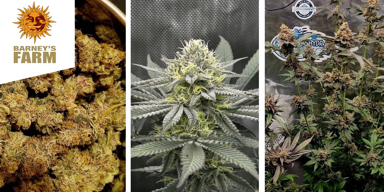 Runtz: Barney's Farm Runtz: Barney's Farm