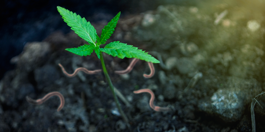 The Benefits Of Growing Cannabis With Your Own Compost