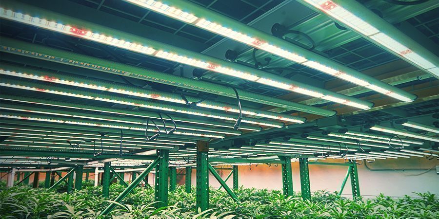 Vertical Cannabis Growing