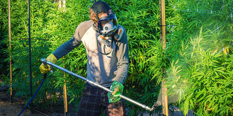 Cannabis Contaminants: Industrial Pesticides or Fertilisers