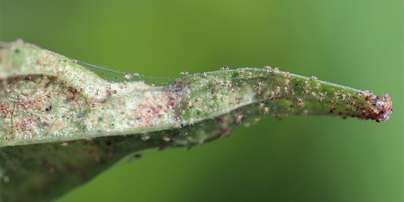 Common problems when growing chillies outdoors