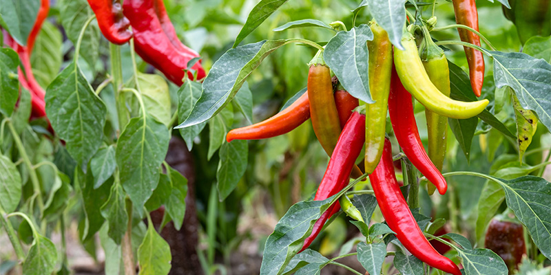 Grow your own chillies: Final tips for success