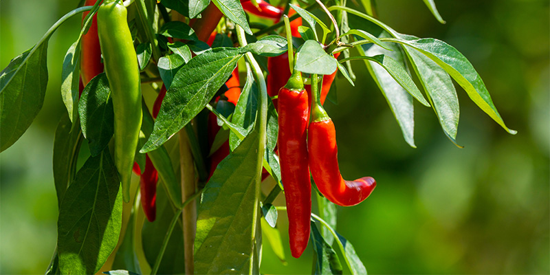 How to grow hotter and healthier chillies
