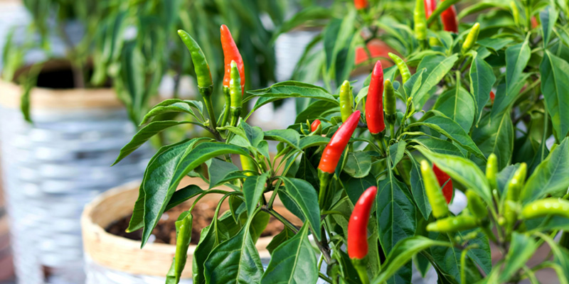 Why grow your own chillies outdoors?