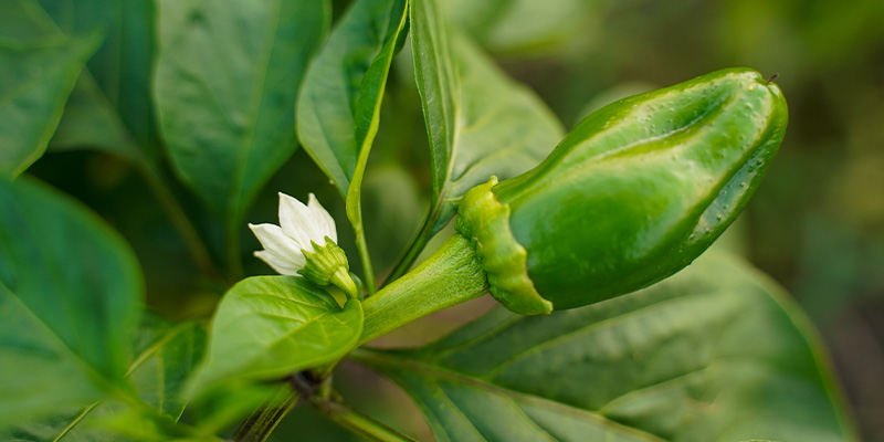 From flower to first chillies