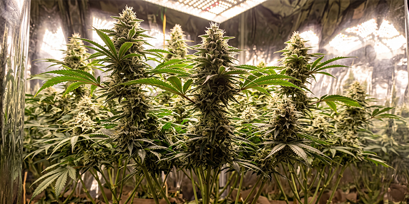 Mexican Sativa