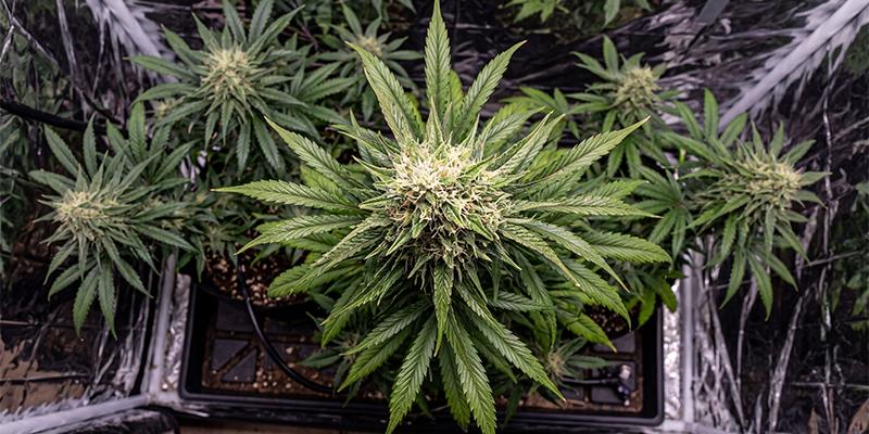 Critical Mass