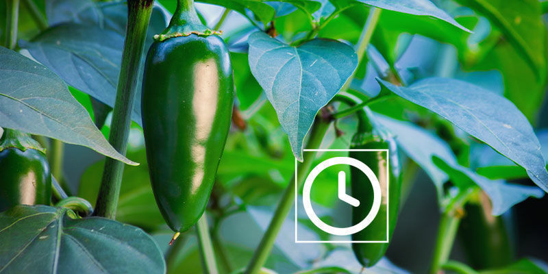How Hot Are Jalapeño Peppers?
