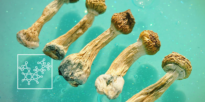 The Active Ingredients In Magic Mushrooms