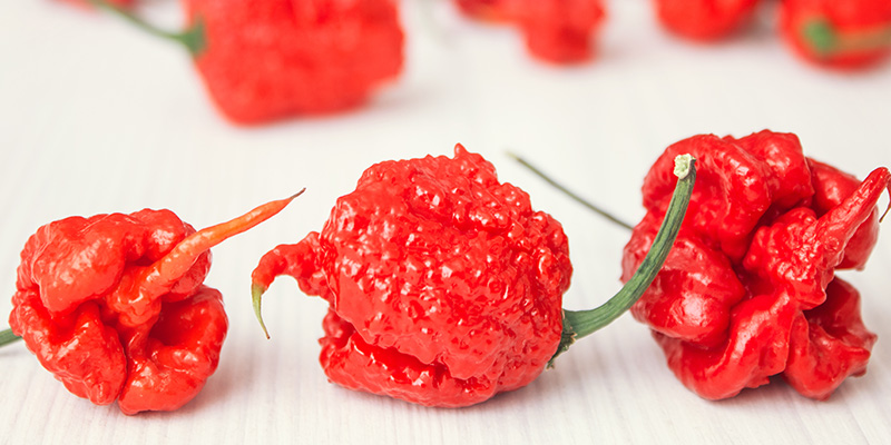 Trinidad Moruga Scorpion: 2M SHU